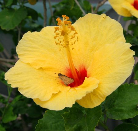 Hibiscus galben